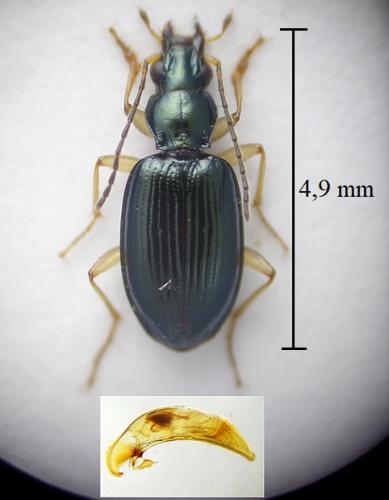 Bembidion monticola